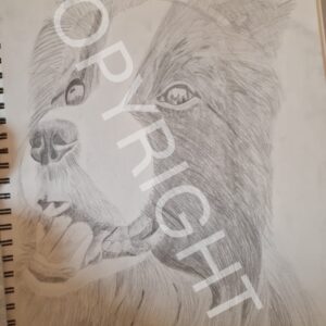 Hond